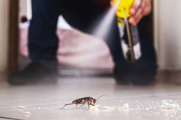 Professional Pest Control in Cape Neddick, ME