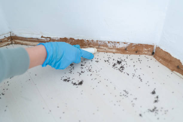 Pest Prevention Services in Cape Neddick, ME